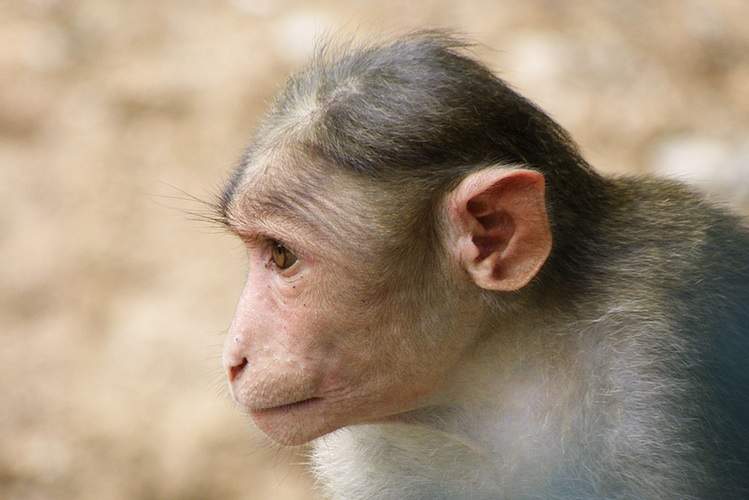 Profile rhesus monkey ape primate
