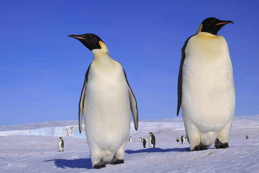 Giant penguins