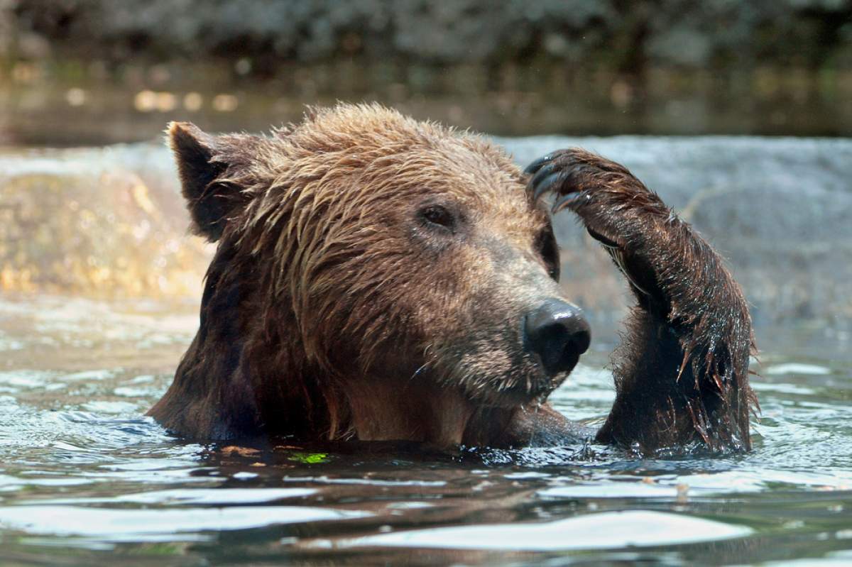 bear in water scratching head