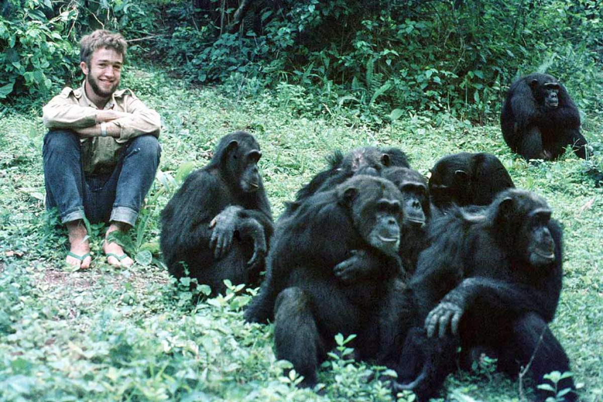 a man sits by a group of chimps
