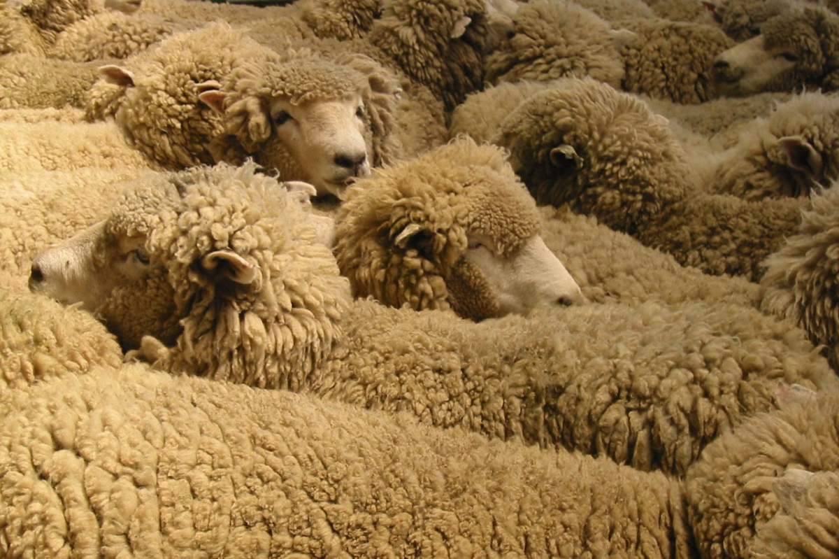 sheep in a flock