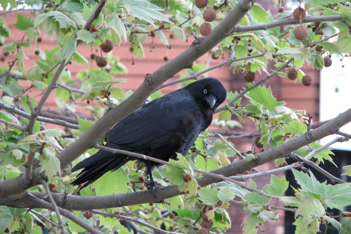 raven staring at the camera in a tree