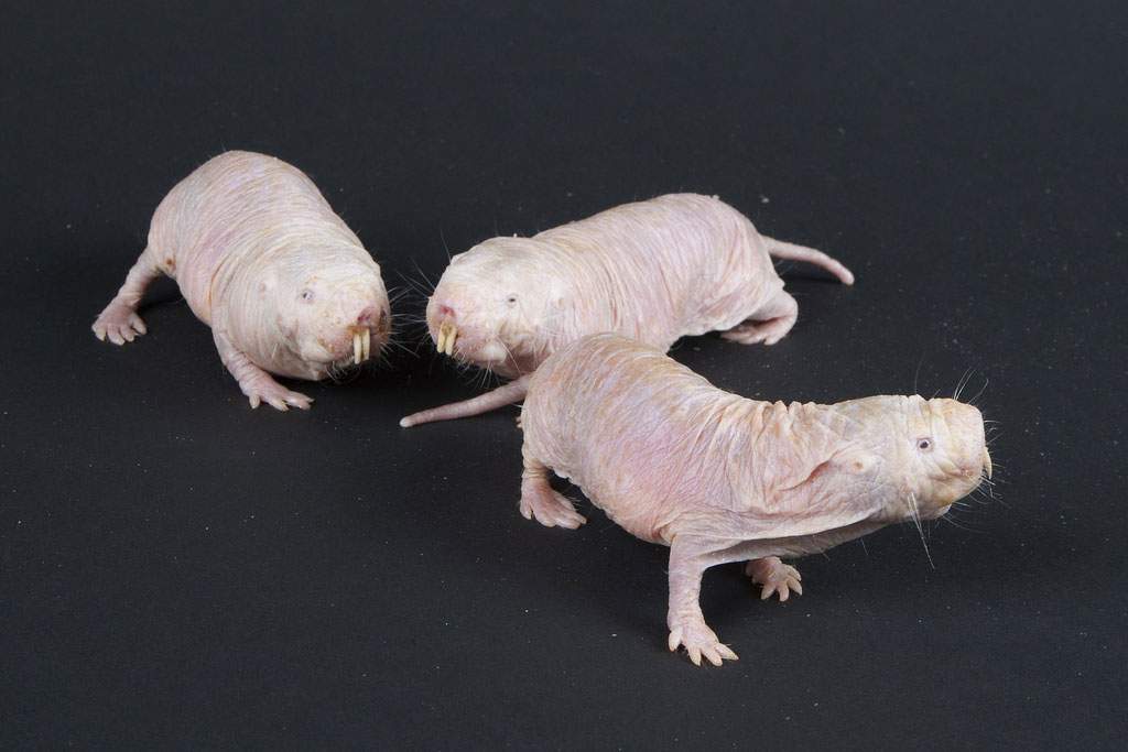 naked mole rats