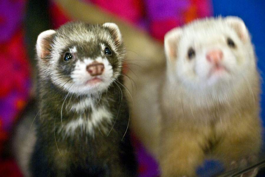 two ferrets next to each other
