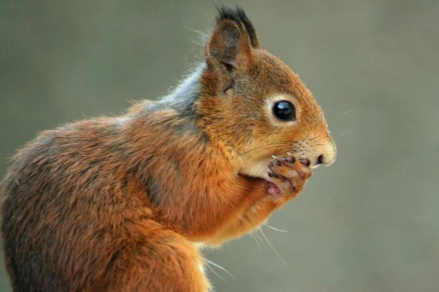 squirrel holding mouth