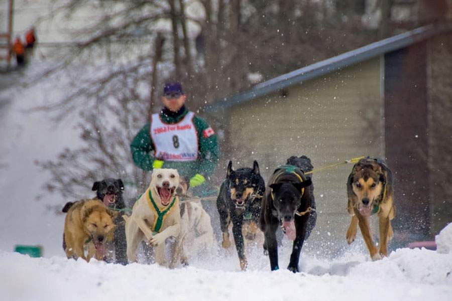 sled dogs racing