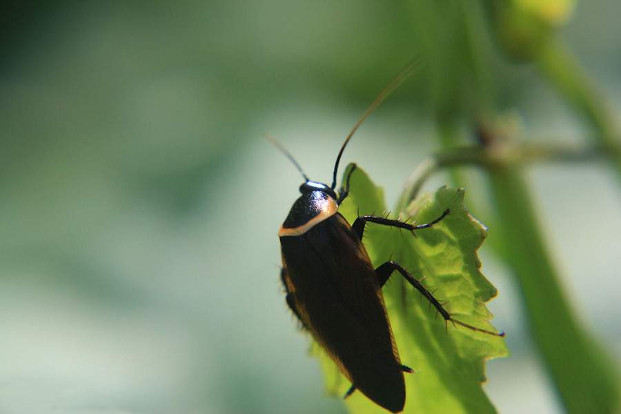 cockroach on a leaf