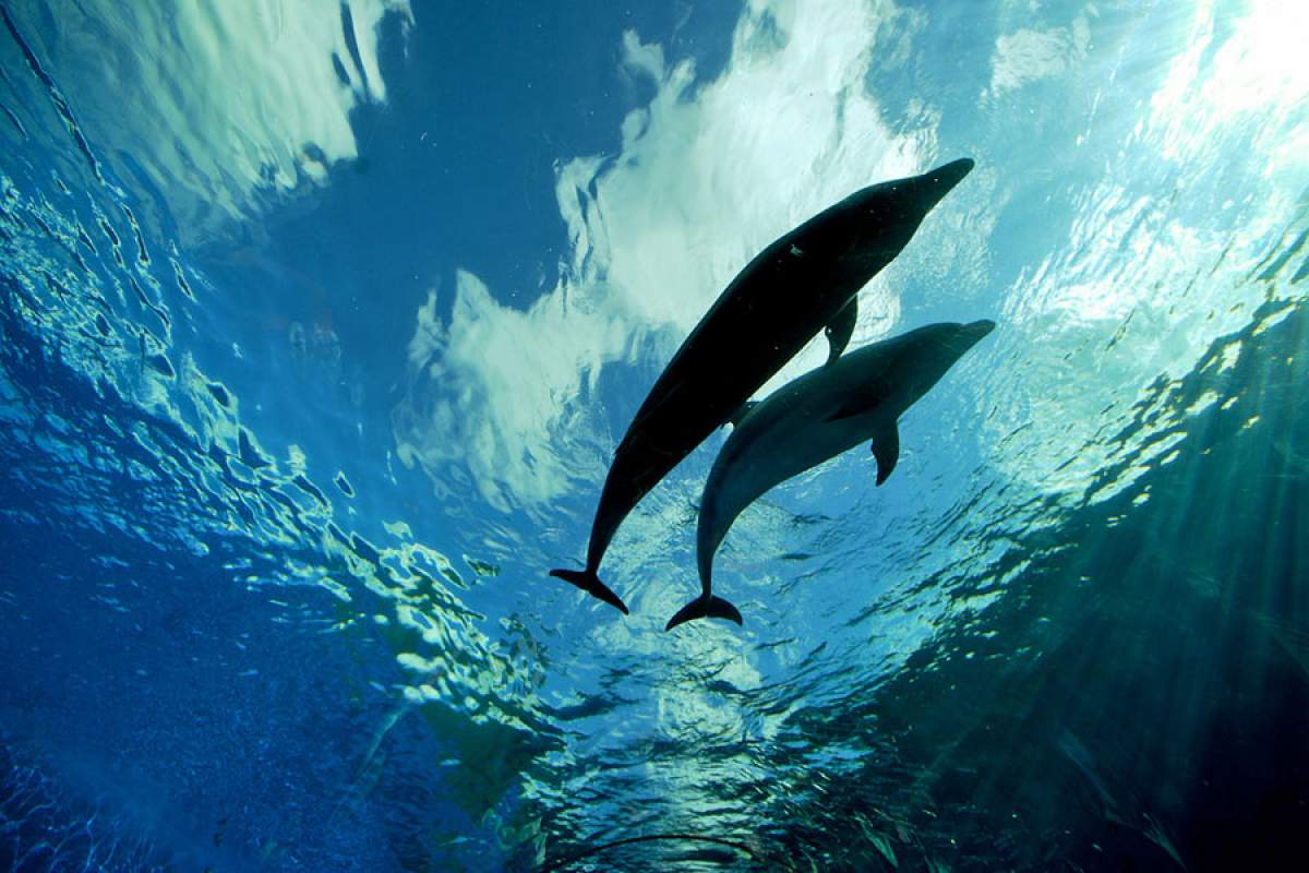 looking up at two dolphins on top of the water