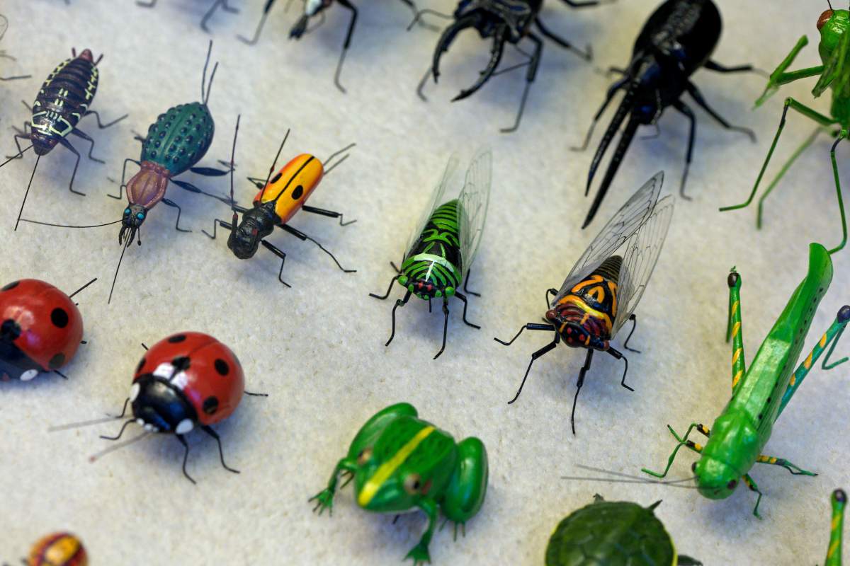 insects pinned to a board