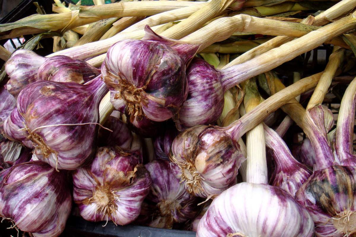 garlic in a bunch