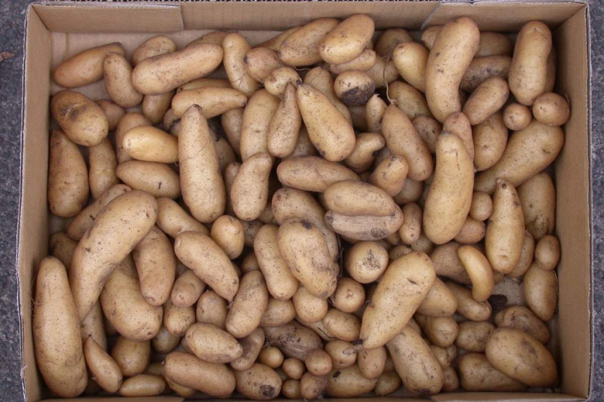 potatoes in a cardboard box