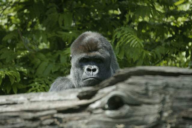 gorilla popping up behind a log