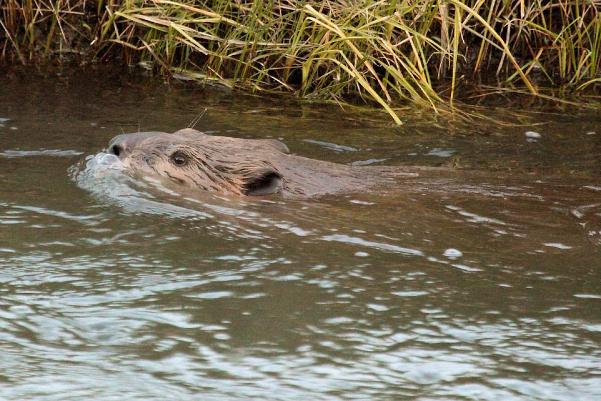 beaver swimming near yellowstone national park