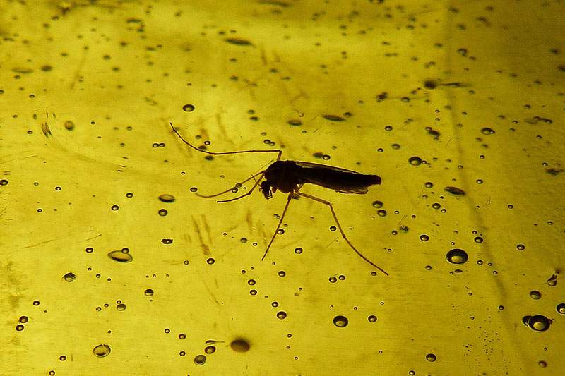 mosquito on yellow surface