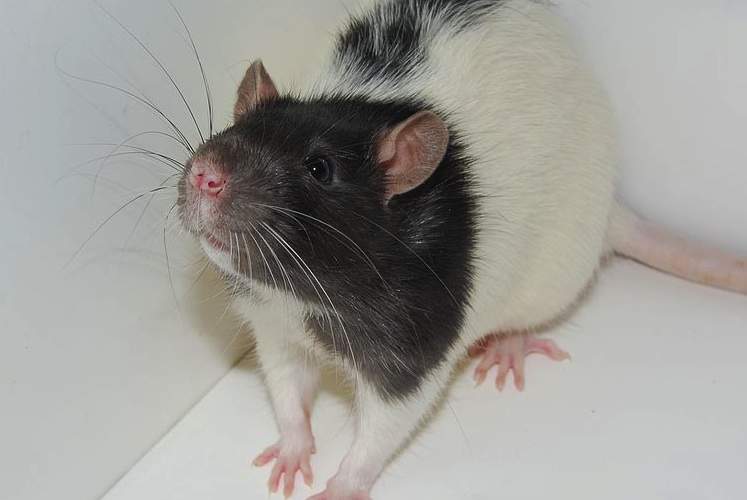A black and white rat huddled in the corner of a white box with its nose raised