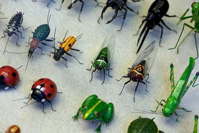 assorted insects on a white board