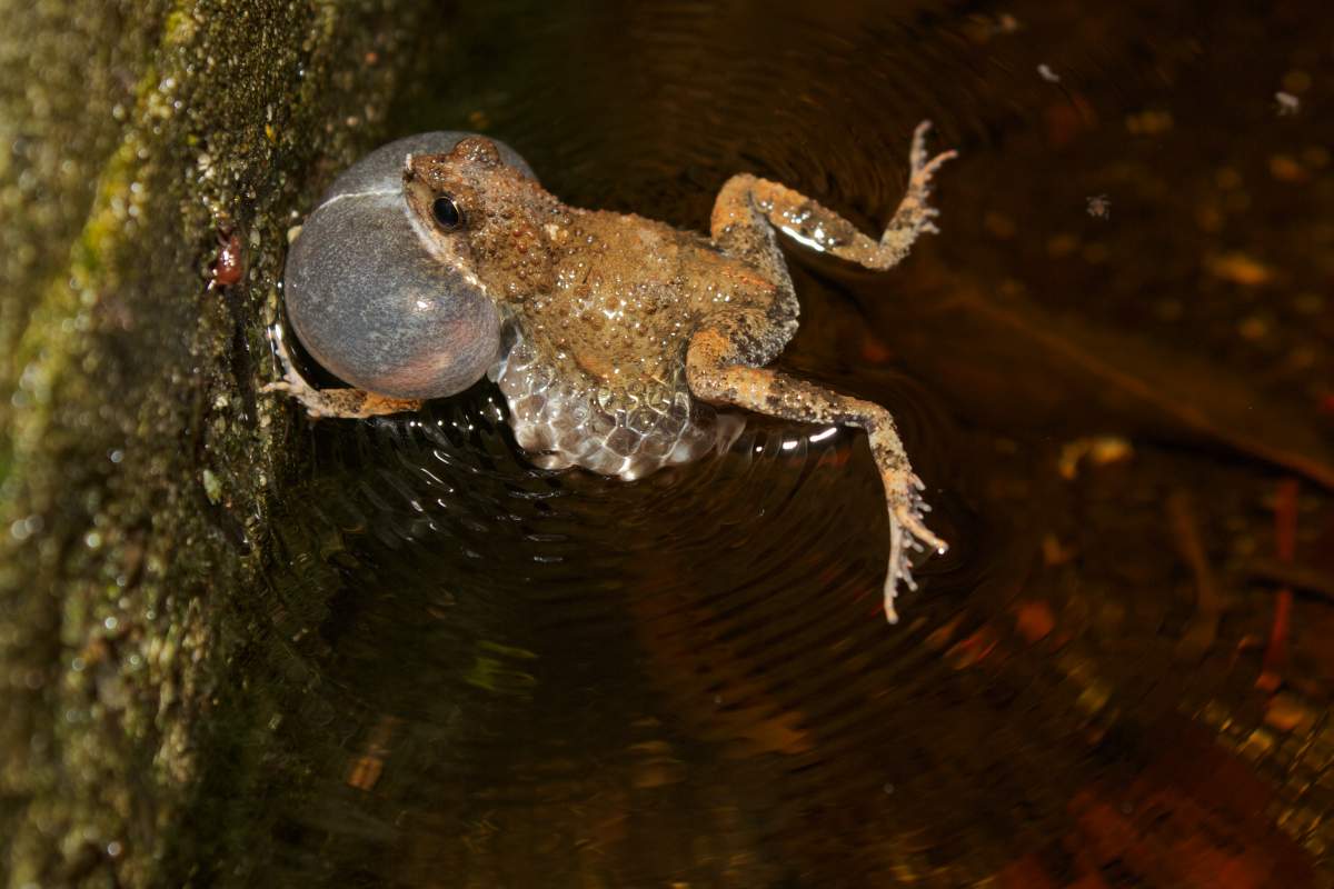 A male tungara frog (Engystomops_pustulosus) emits its mating call.