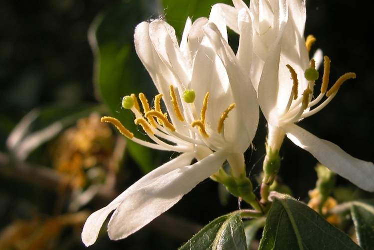 Close-up of white bush honeysuckle blossom