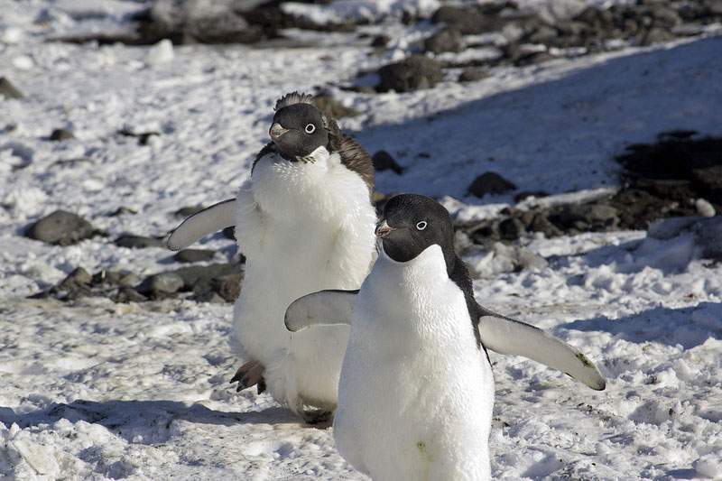 penguins walking around the snow