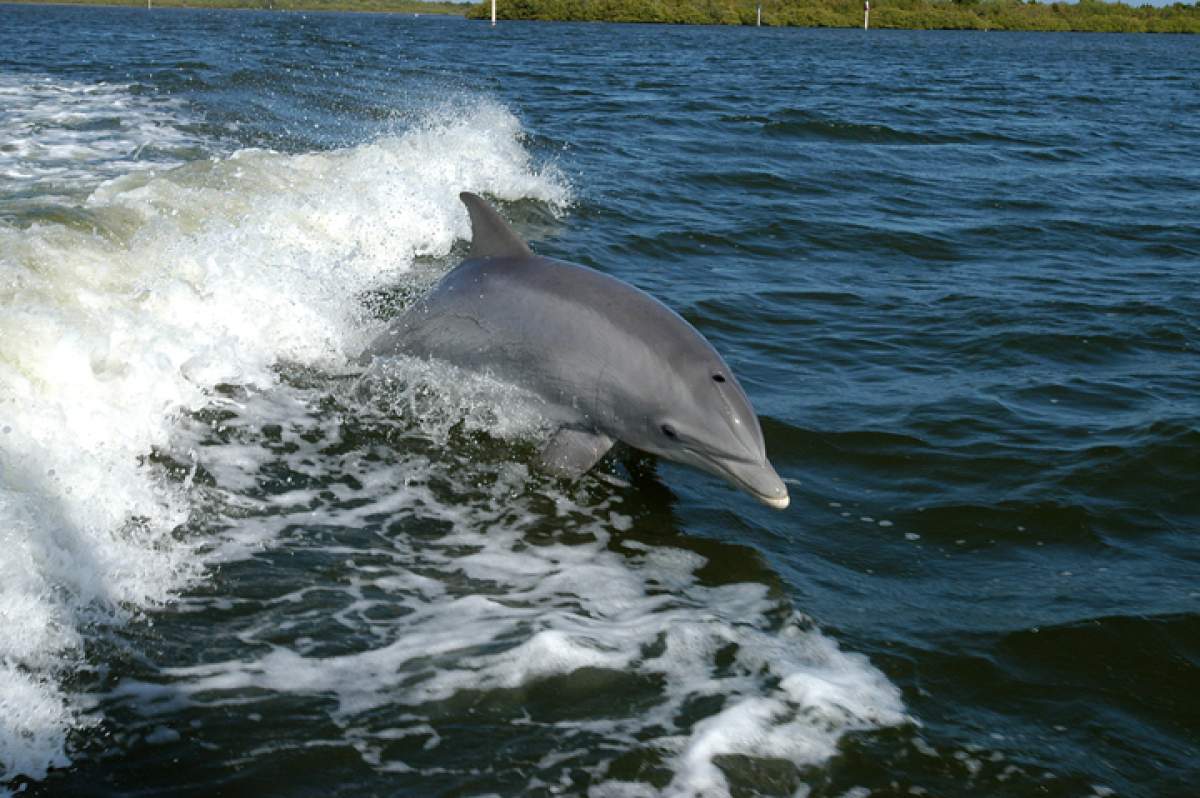 A bottlenose dolphin leaps from the water.