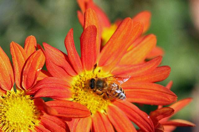 A bee lands on a bright red and yellow flower