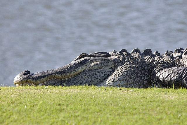 alligator laying next to a lake