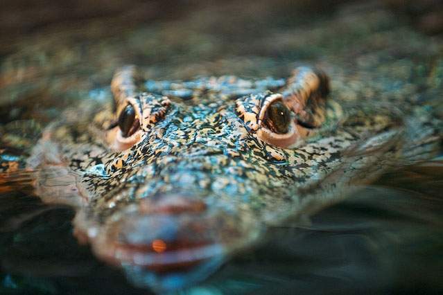 crocodile under the water