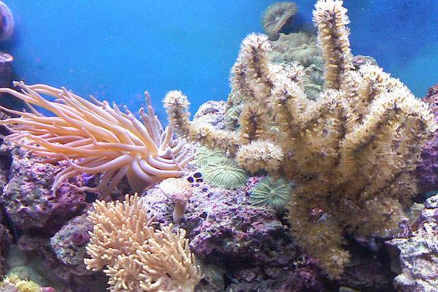 multicolored coral under the sea