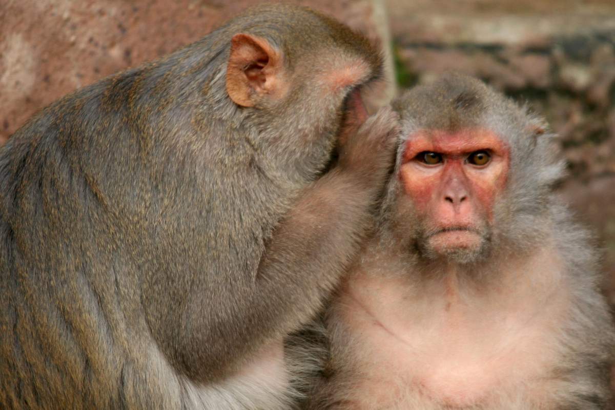 One Rhesus monkey leans over to another with his hands cupped at the other's ear as if telling a secret.