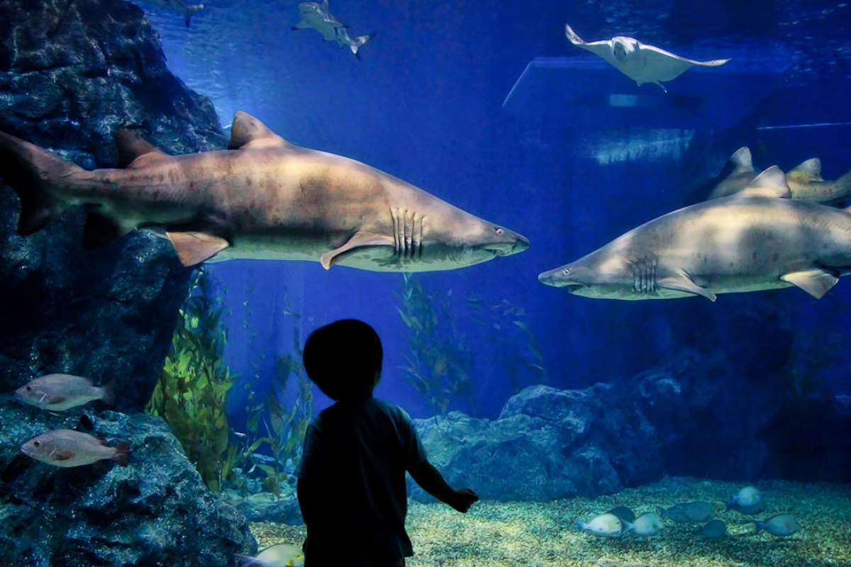 Young boy observes two Sand Tiger Sharks interacting in an aquarium tank.