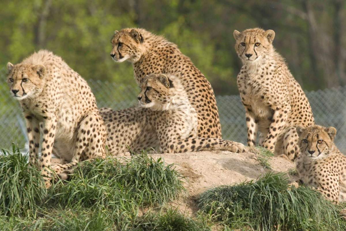 A cheetah family of five lounges in the sun at the Smithsonian National Zoo