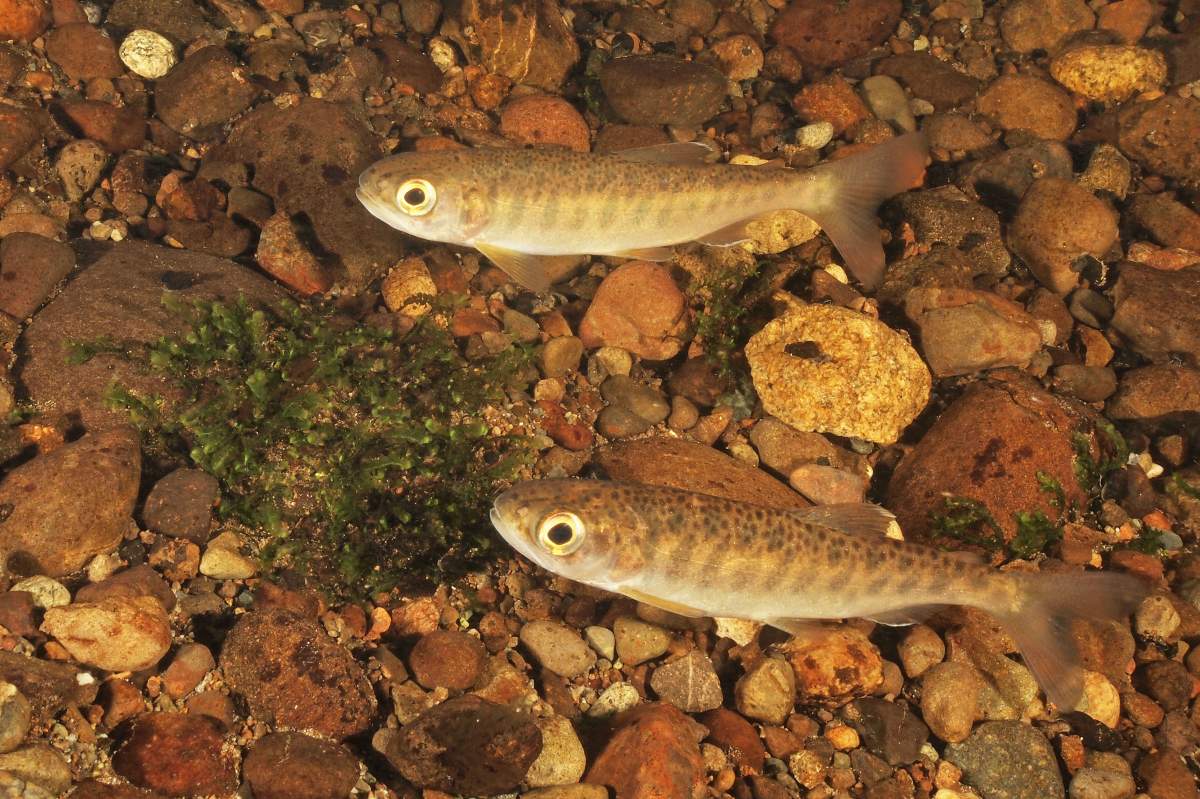 Two baby salmon feed on water vegetation.