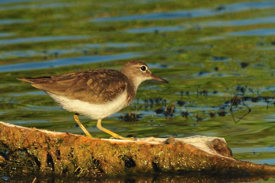 Spotted sandpiper bird perches on a log in a body of water.