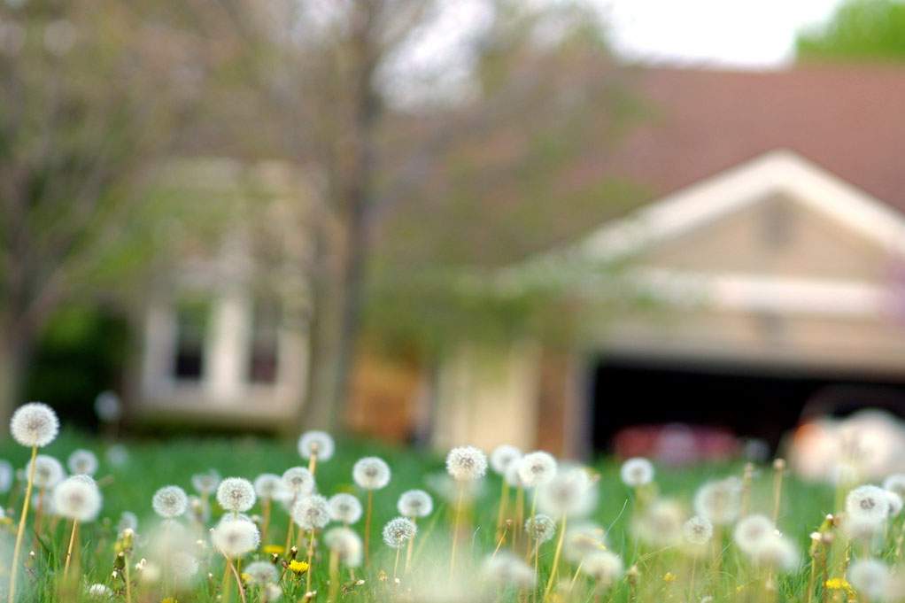 Suburban house and lawn are foregrounded by a patch of dandelions.