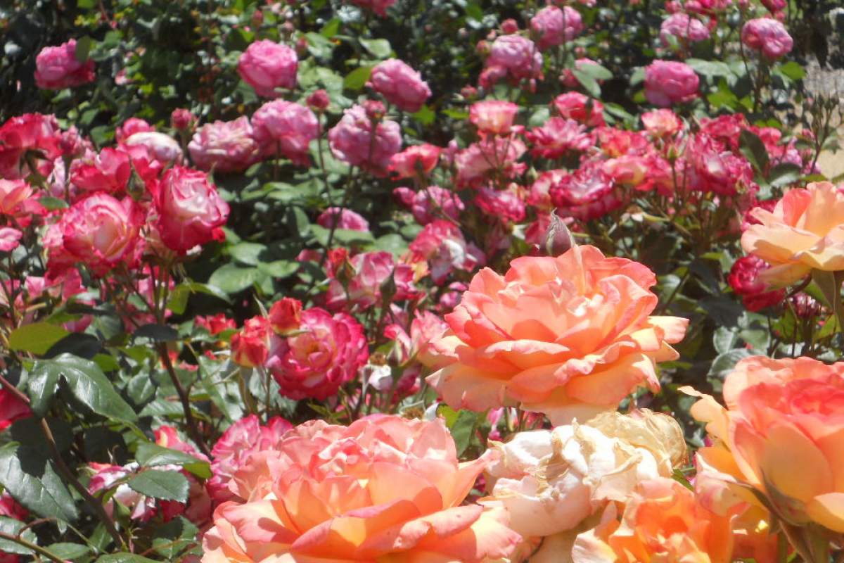 Photo of a garden full of orange and pink roses.