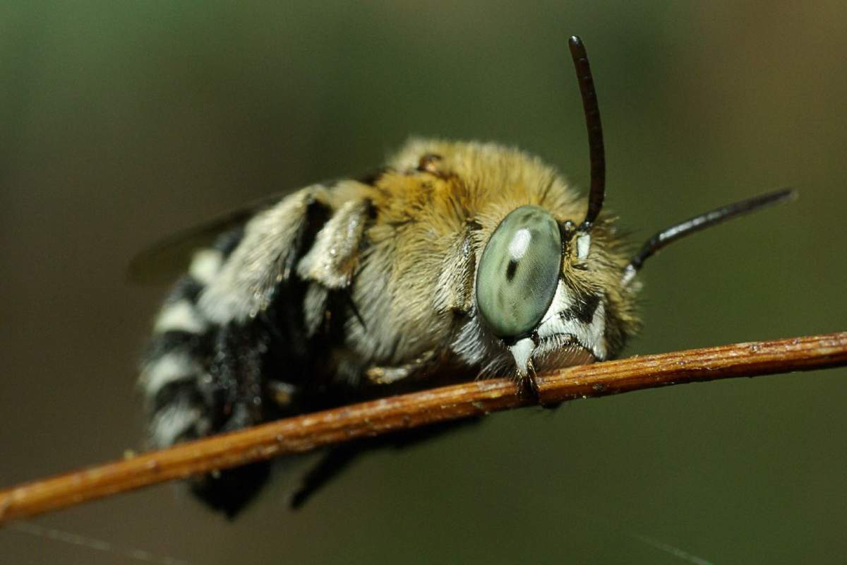 A bee clings to a twig with it's mouth, and appears to be resting.