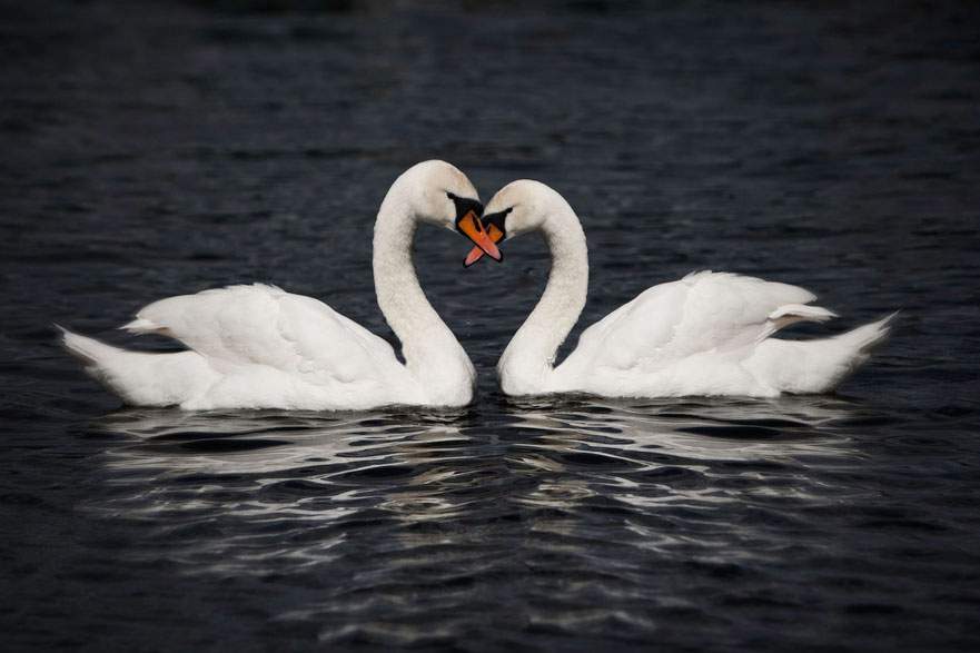 Swans floating on the water form share a heart-shaped embrace.