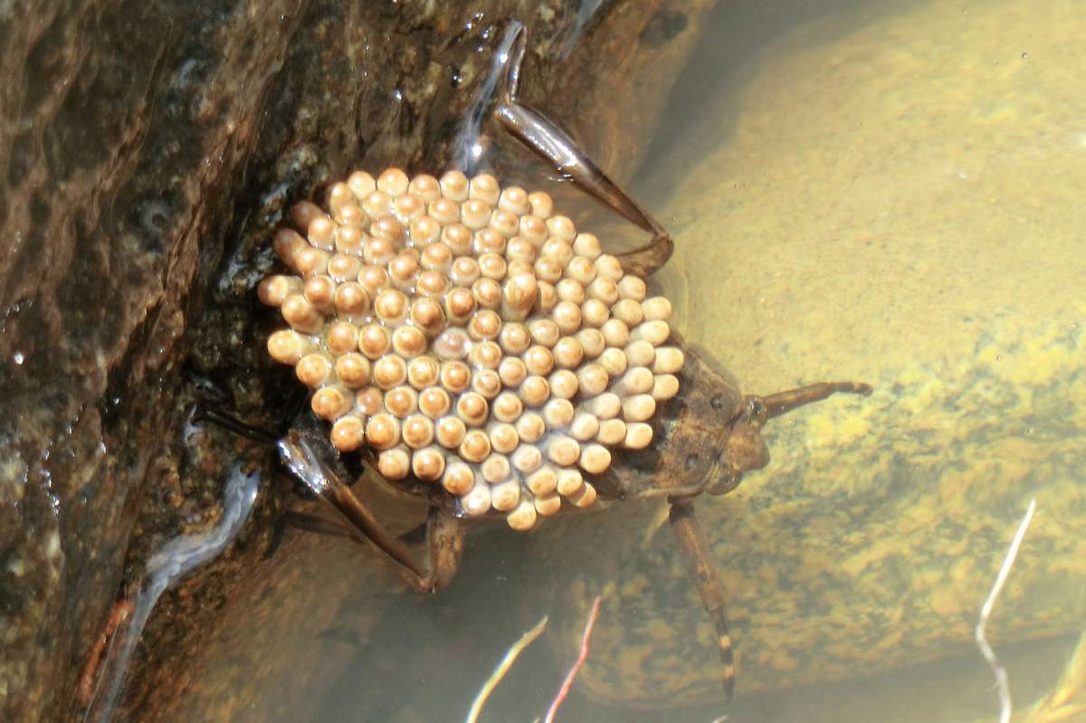A male water bug suns his egg-laden back.