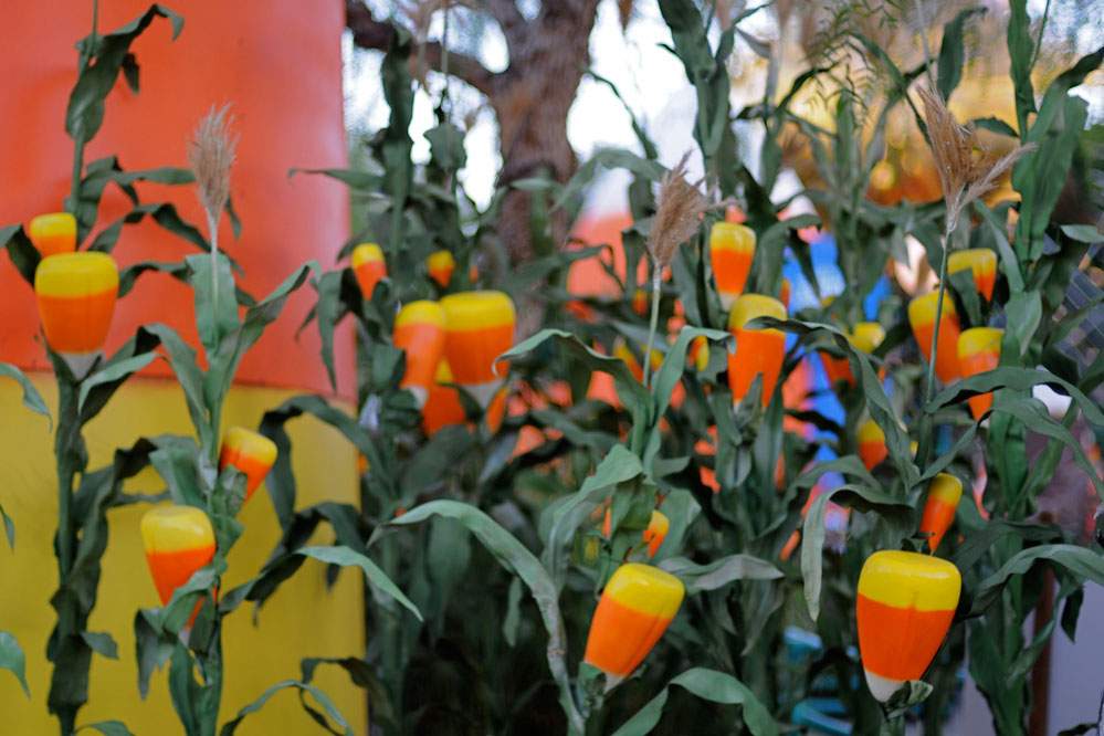 A cornfield with blooms of candy corn.