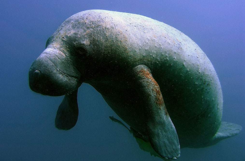 An underwater shot of a manatee.