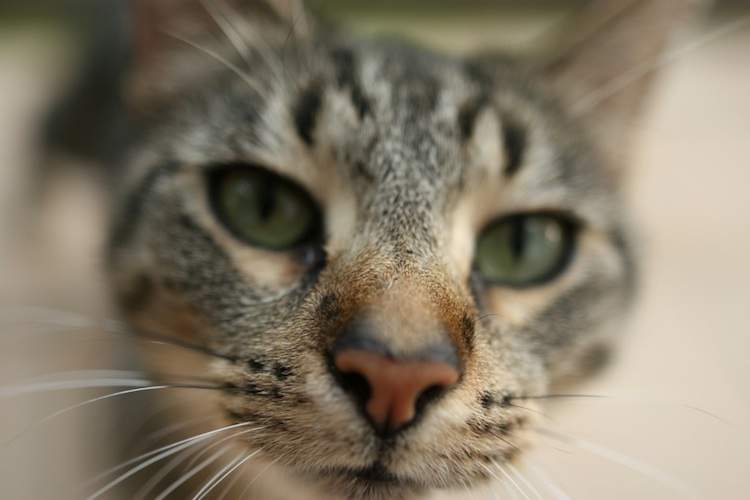Close-up of a tabby cat's face