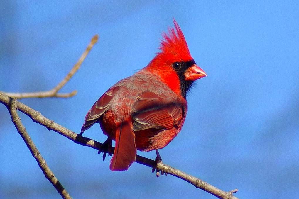 A cardinal, a type of bird known for its singing, perches on a branch.