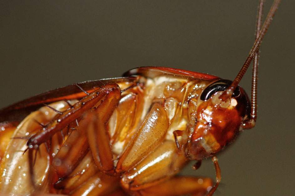 A closeup of a roach