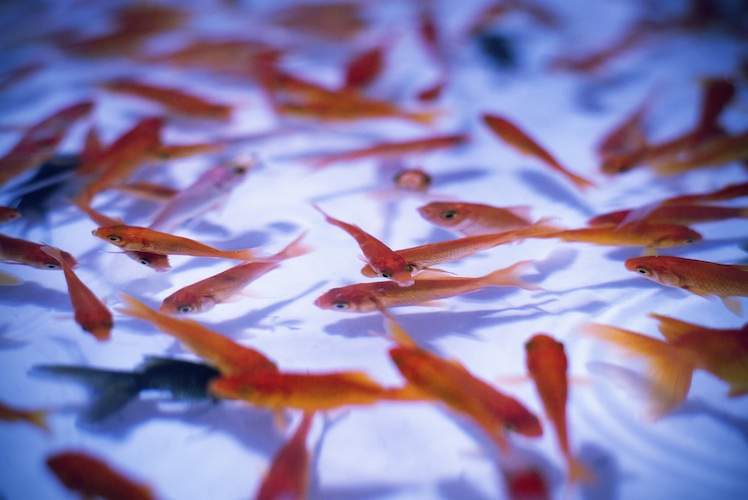 Several gold fish viewed from above