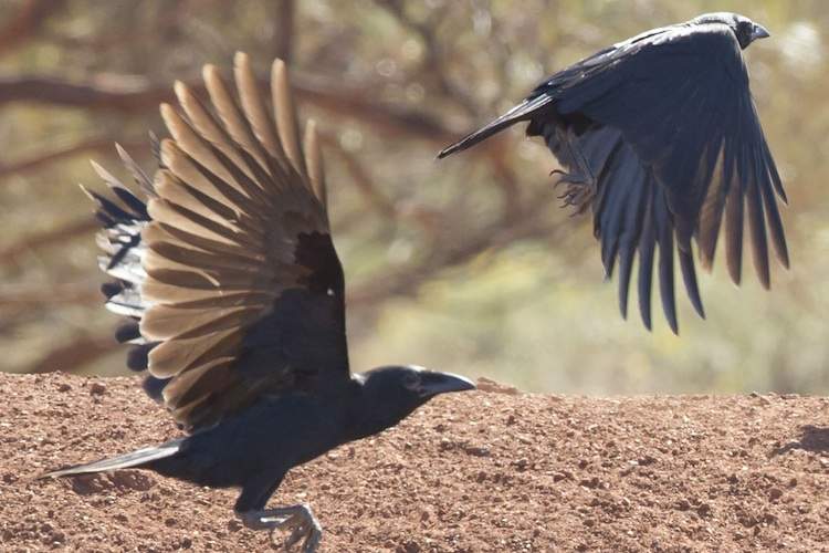 Two crows take flight