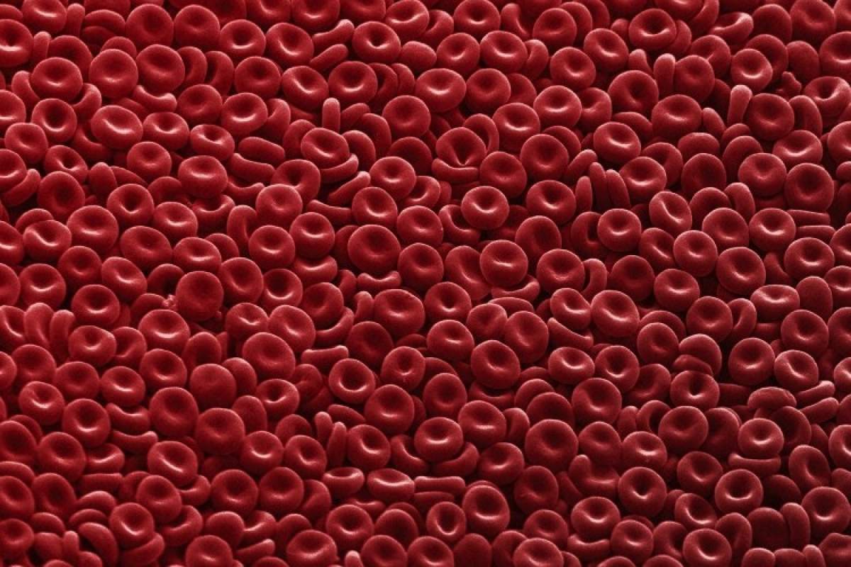 A multitude of red blood cells packed together