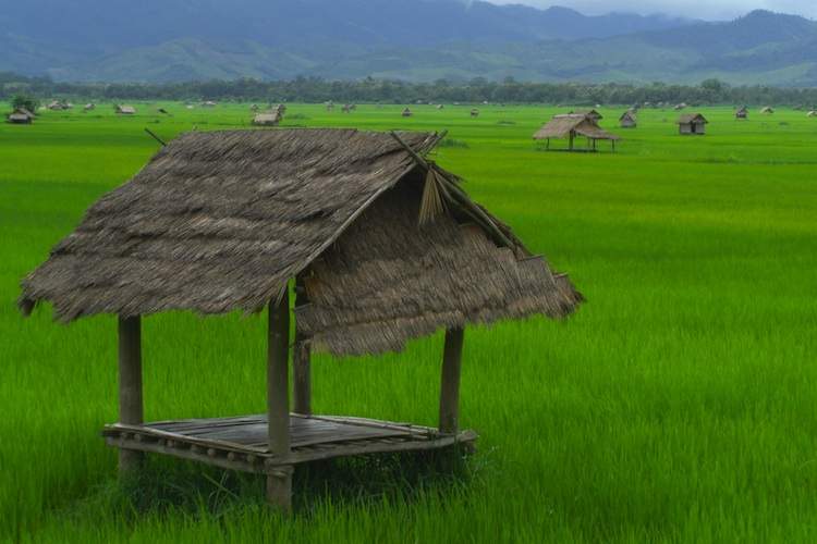 A rice paddy in norther Laos