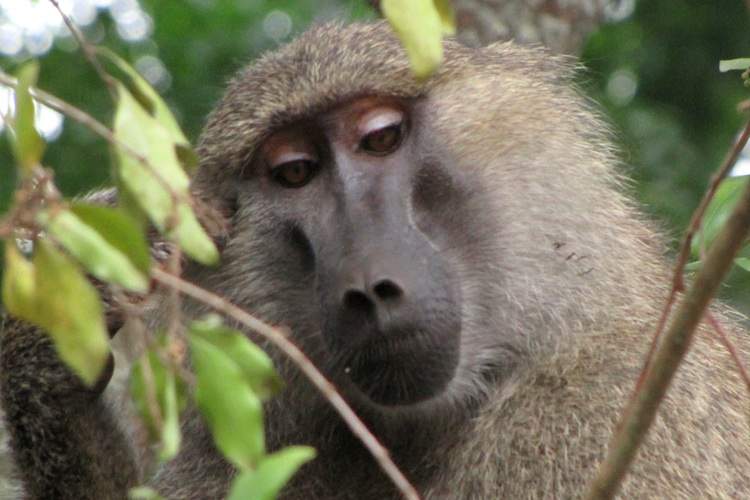 A baboon sits in a tree