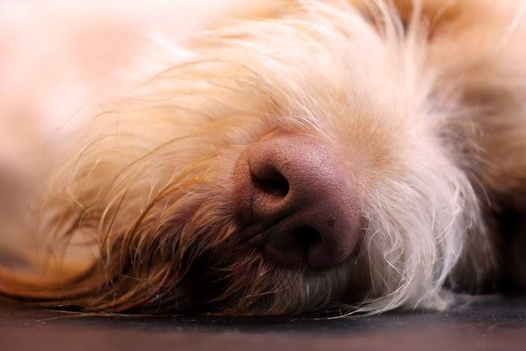 A furry white dog's pink nose