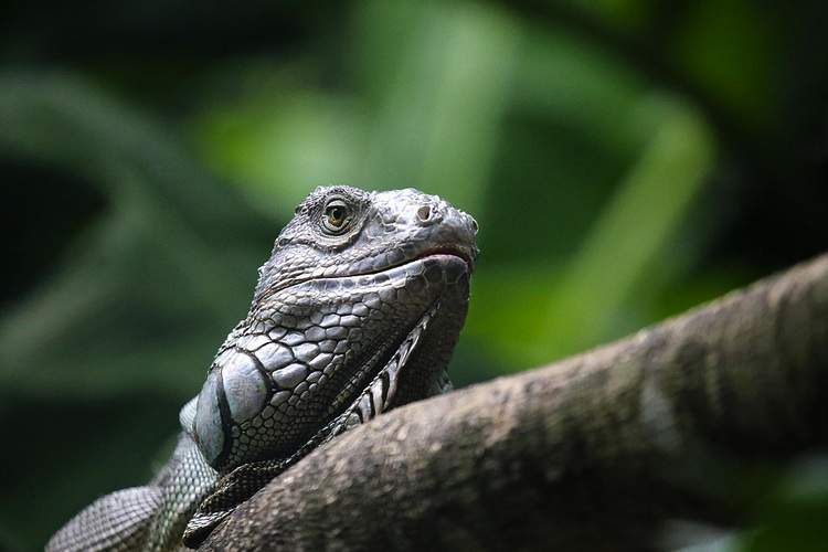 An iguana sits on a branch